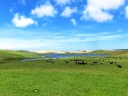 whangarei (38)